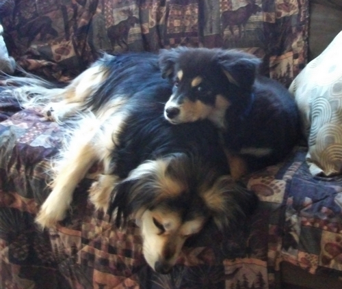 Bailey & Rocky - February 2015